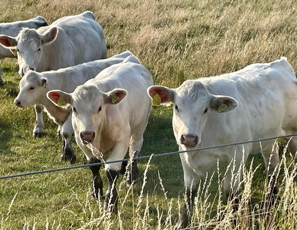 Rynge Teaters Boningshus Leilighet Ystad Eksteriør bilde